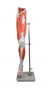 Mięśnie nóg 13-częściowe